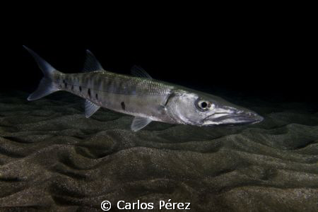 Barracuda, I found this baby lost in the dark on a Nigth ... by Carlos Pérez 