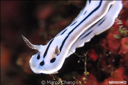 nudi by Marco Chang 