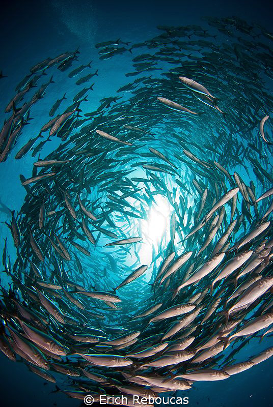 The spectacular school of jacks around the Liberty wreck by Erich Reboucas 