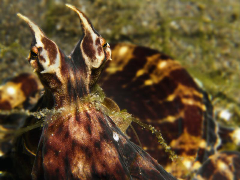 Thaumoctopus mimicus (detail) by Alex Varani 