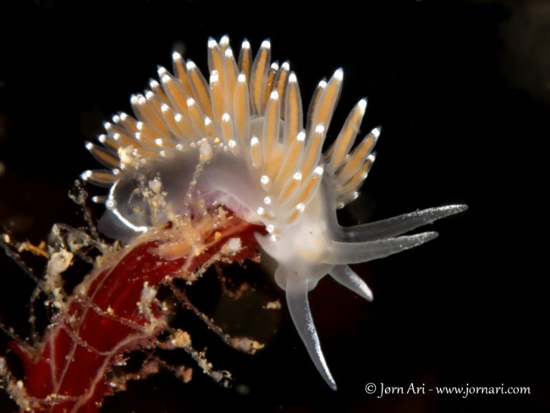 Flabellina browni by Jorn Ari 