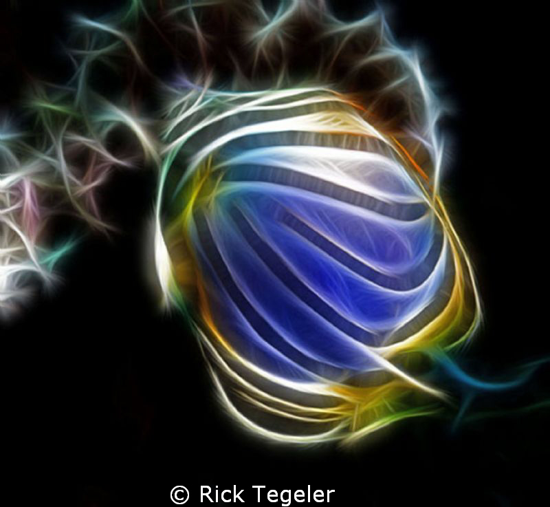 Meyer's Butterfly by Rick Tegeler 