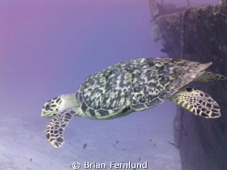 Turtle and C-51 Wreck by Brian Fernlund 