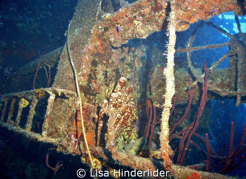 Hilma Hooker- Bonaire by Lisa Hinderlider 