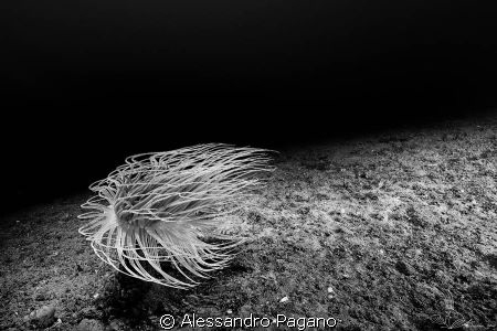 Cerianthus membranaceus by Alessandro Pagano 