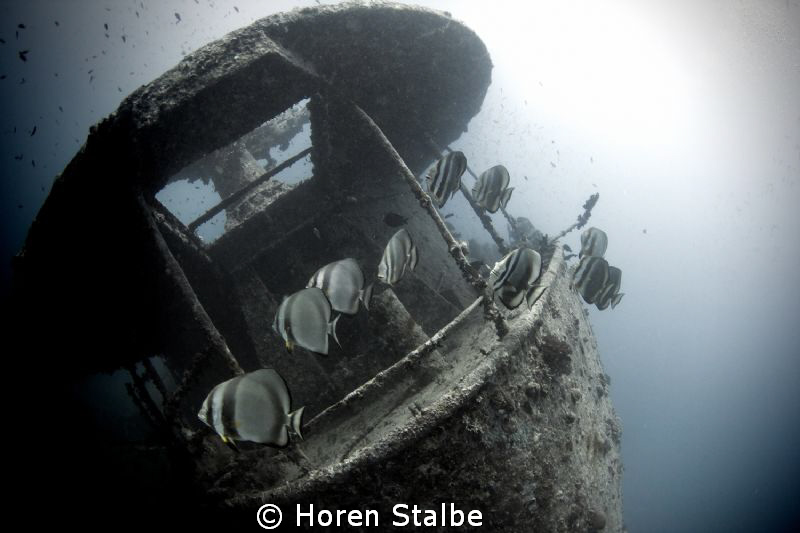 Batfish came out from Thistelgorm in their back garden fo... by Horen Stalbe 