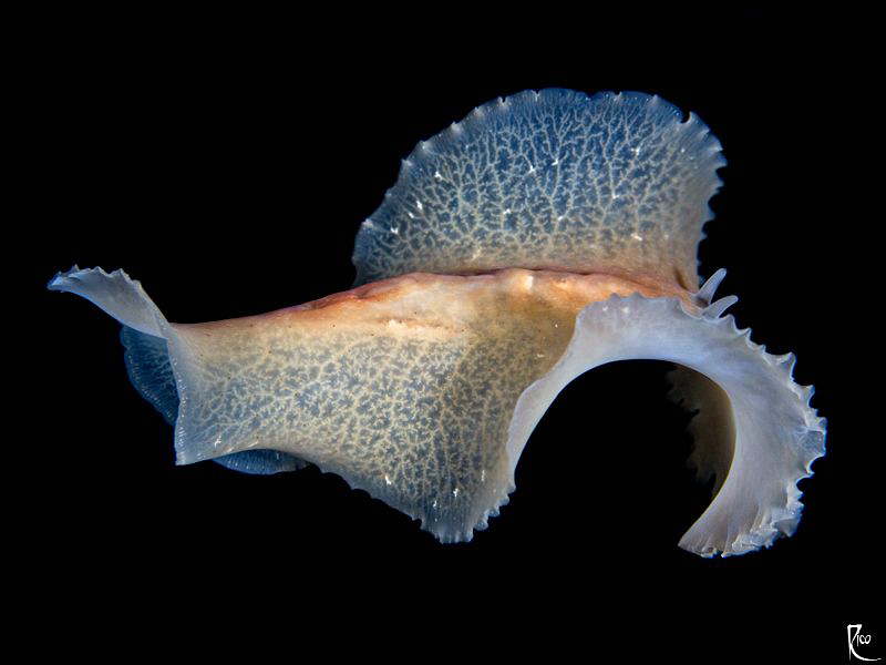 Flying flatworm ( nightdive photo ). by Rico Besserdich 