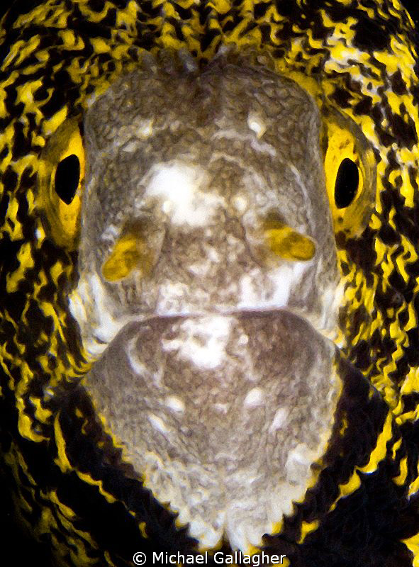 Snowflake moray eel portrait, Milne Bay, PNG by Michael Gallagher 