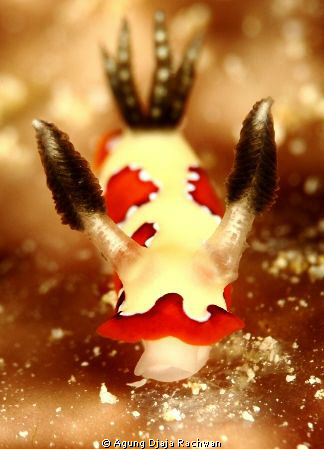 My name is 'Black Red and White' Nudi .. :) ... First tim... by Agung Djaja Rachwan 