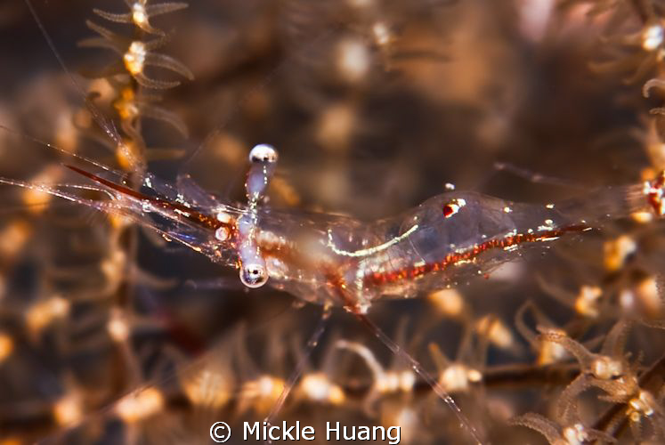 Black Coral Shrimp
Seraya, Bali by Mickle Huang 