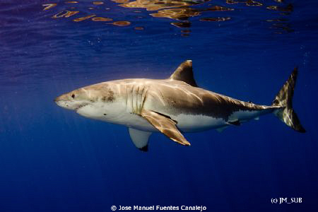 Great White Shark in Guadalupe Island. What a beautiful c... by Jose Manuel Fuentes Canalejo 