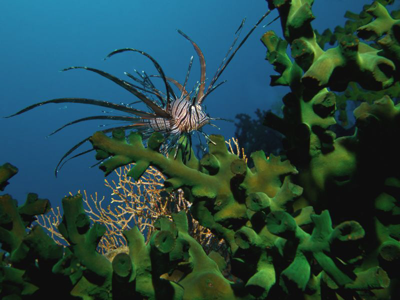 Shy tiny lionfish by Alex Varani 