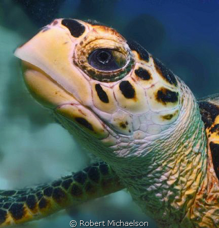 Noble appearing hawksbill at Capt Don's by Robert Michaelson 