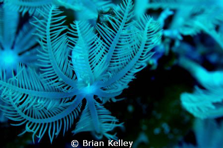 Bioluminescence in the fjord by Brian Kelley 