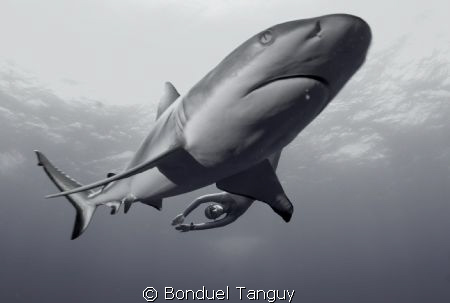 GreyReefShark & FreeDiver / Rangiroa by Bonduel Tanguy 