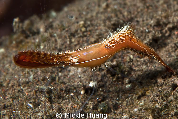 Plumed shrimp
Seraya Bali by Mickle Huang 