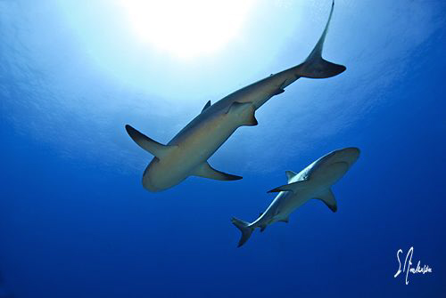 Reef Sharks float in mid water - Bahamas by Steven Anderson 