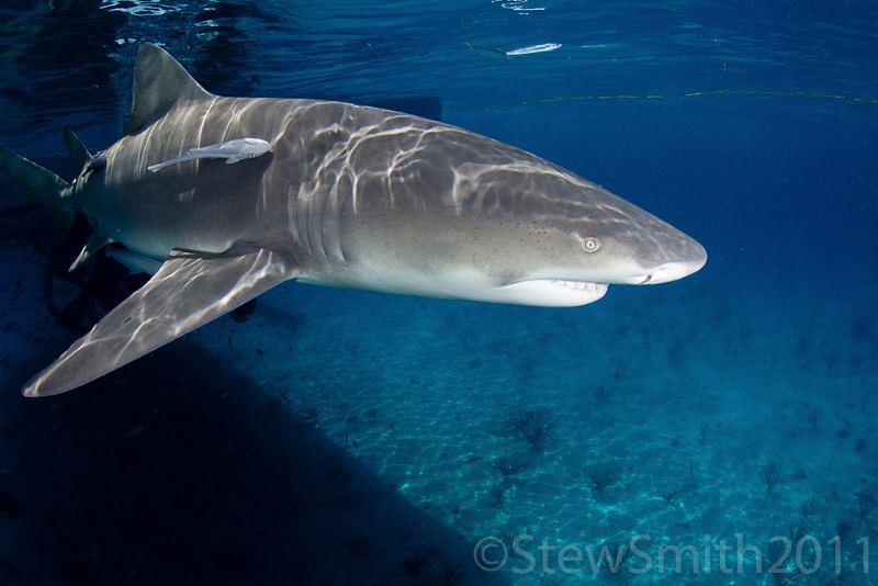 Lemon on the surface @ Tiger Beach by Stew Smith 