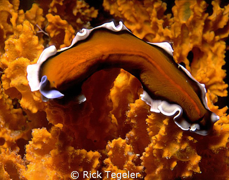 Orange on orange (flatworm).. Enjoy! by Rick Tegeler 