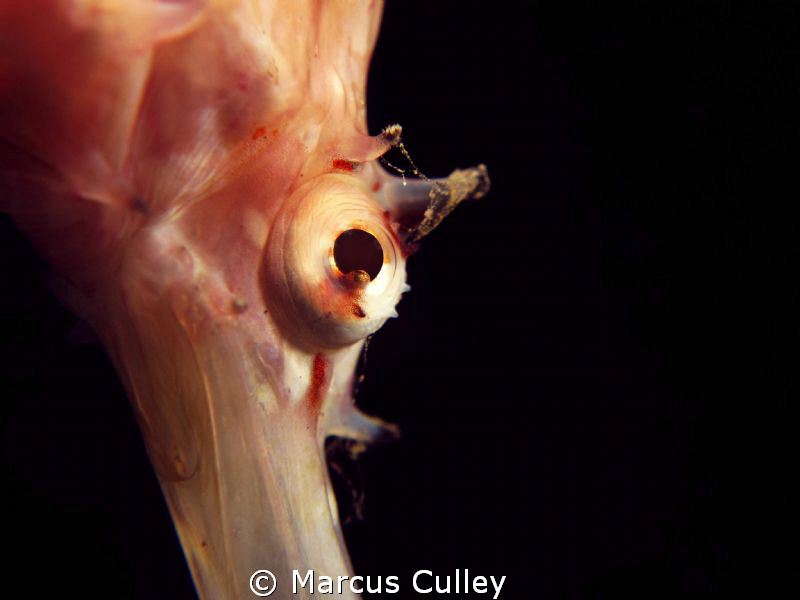 You can never have too many eye shots of seahorses!  Yet ... by Marcus Culley 
