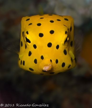 Kiss kiss.... dive dive!!! by Ricardo Gonzalez 