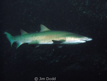 Australias east coast Grey Nurse Shark. Photo taken at th... by Jim Dodd 