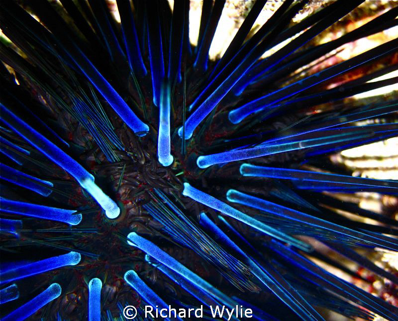 Taken with a canon D10 compact on macro setting off Euaka... by Richard Wylie 