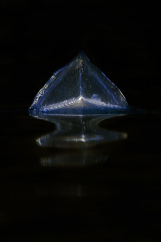 "BY - THE - WIND - SAILOR" 
it's called this small ( abo... by Roland Bach 