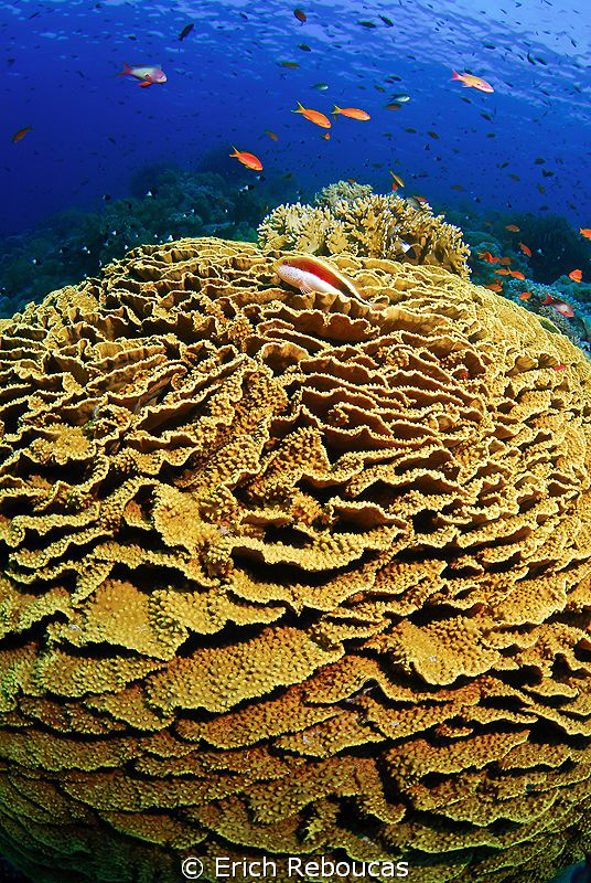 The coral reef by Erich Reboucas 