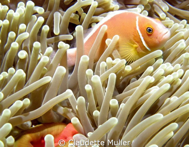 Anenome Fish. Taken in Palau around 60 feet. Dive site wa... by Claudette Muller 