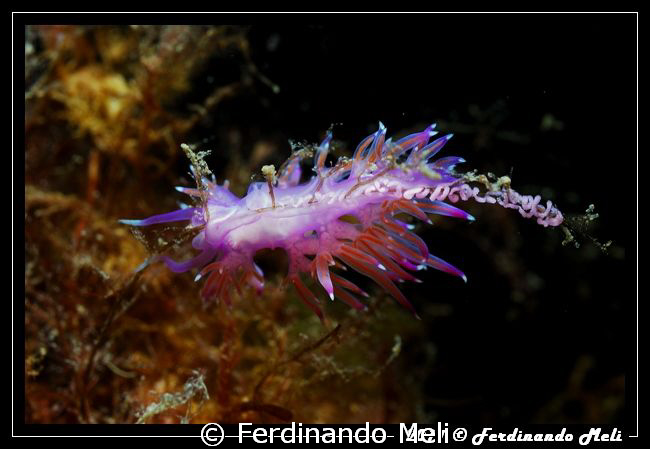 Spawning of Flabellina affinis nudibranch. by Ferdinando Meli 