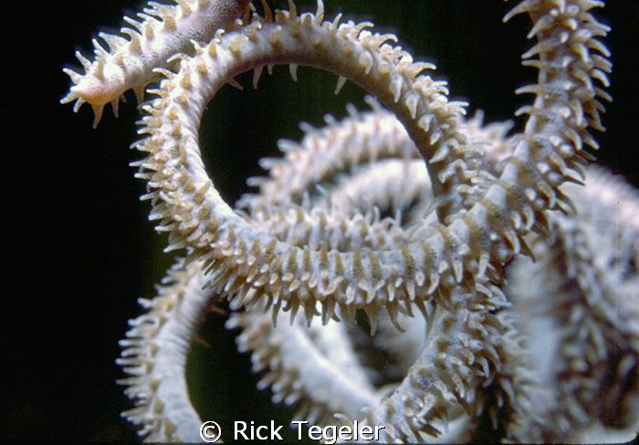 Wire  Coral.  Wreck of the Italia Maru, Rabaul. by Rick Tegeler 