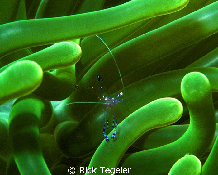 Anemone shimp. by Rick Tegeler 