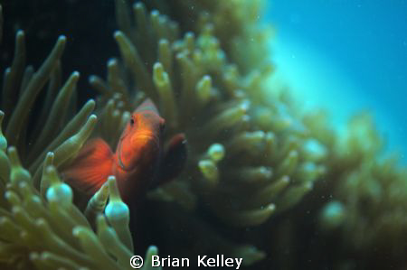Natural Light in the Tufi Fjord! My strobe malfunctioned ... by Brian Kelley 