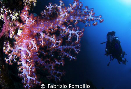 alcionaceo & MariaGrazia by Fabrizio Pompilio 