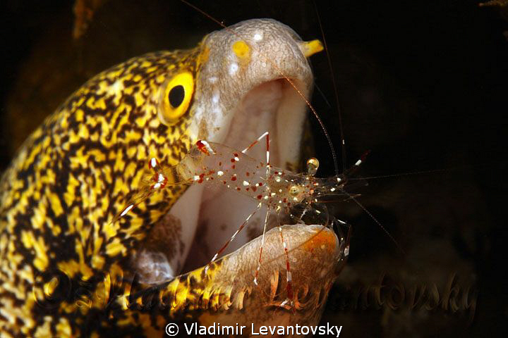 Shrimps are friends ... not food by Vladimir Levantovsky 