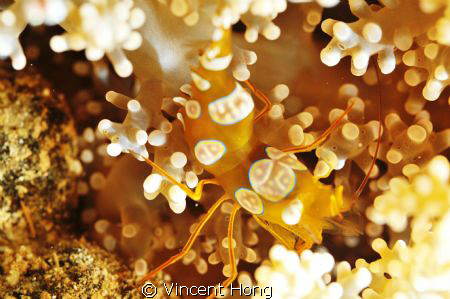 "I bet you can't see me" Nikon D300, 2 Sea & Sea YS110 st... by Vincent Hong 