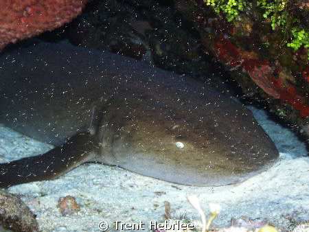 Sleeping Nurse Shark behind a wall of Fry. by Trent Hebrlee 
