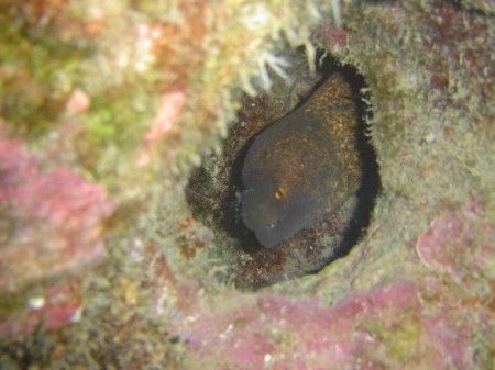 This is a Yellow Margined Moray Eel taken at Pokai Bay, o... by Dan Smith 