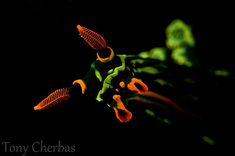 Nudi Snoot by Tony Cherbas 
