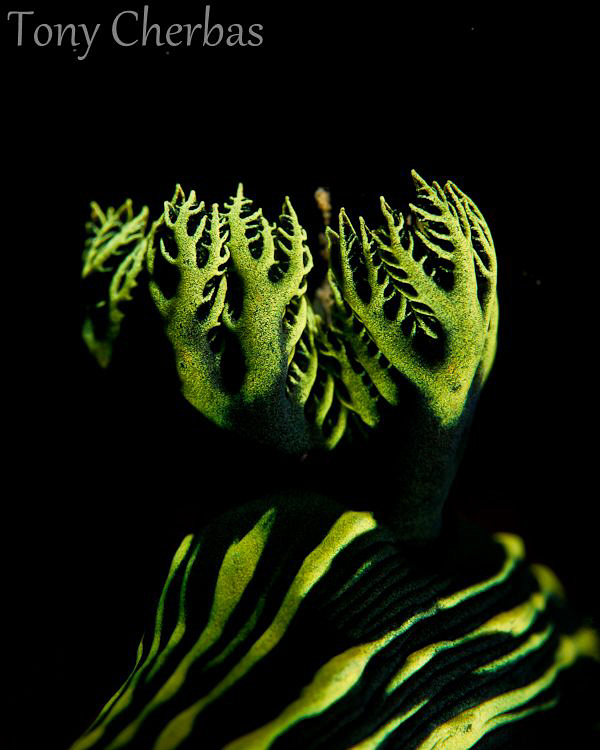 Strange Trees: Nembrotha Gills by Tony Cherbas 