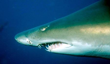 Sand Tigger Shark, 125 feet down. Taken with Coolpix 8800... by Noel Weathers 