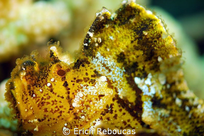Leaf Scorpion close-up by Erich Reboucas 