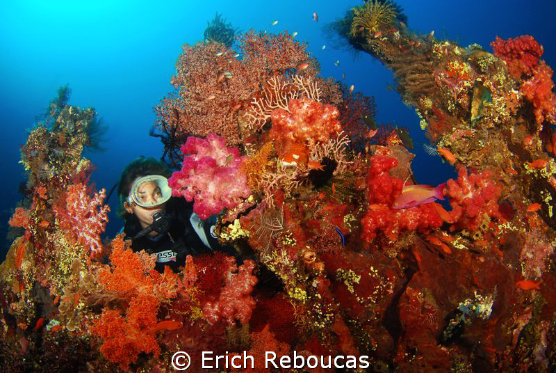 Exploring the amazing coral growth of the Liberty wreck by Erich Reboucas 