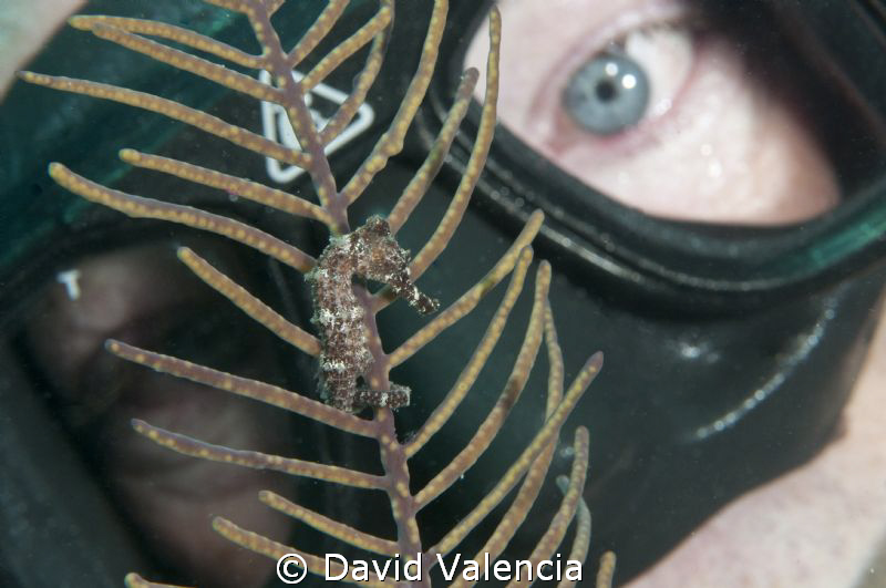 A rare find in the Bahamas. El Caballito! Shot with a Nik... by David Valencia 