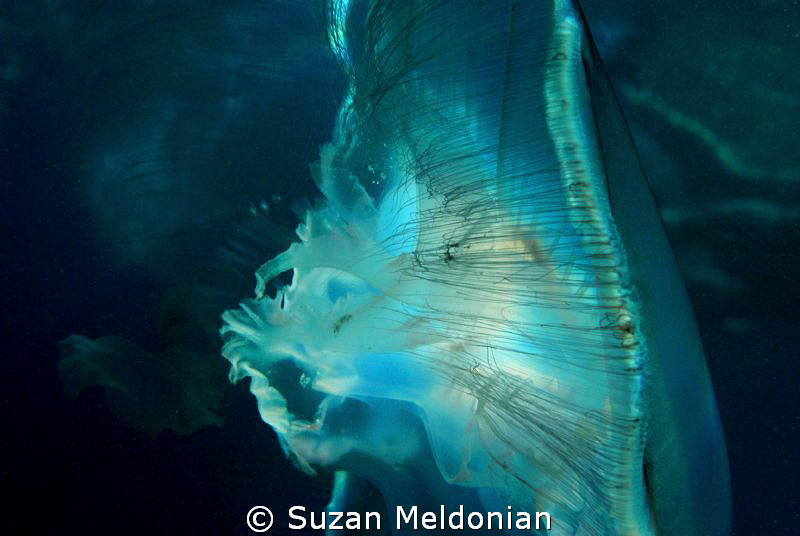 An artistic moon (jelly) by Suzan Meldonian 