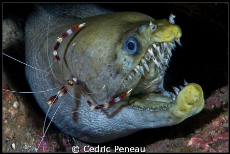 viper moray and boxer shrimp on a night dive by Cedric Peneau 