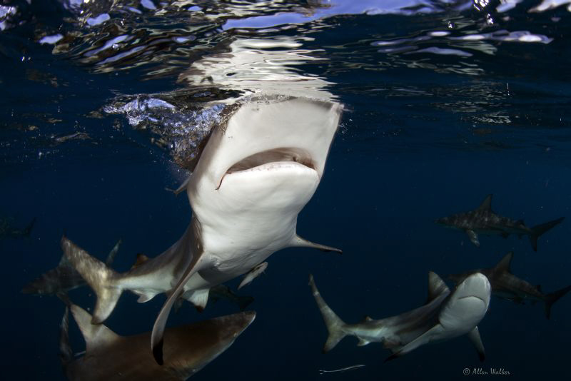 Nosing around :) by Allen Walker 