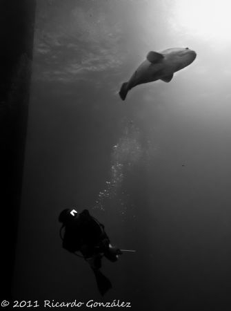 Giant grouper and diver by Ricardo Gonzalez 