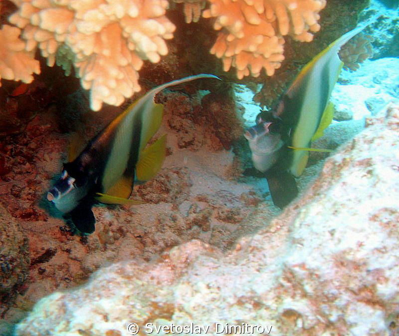 A couple of banner fishes under the rock by Svetoslav Dimitrov 